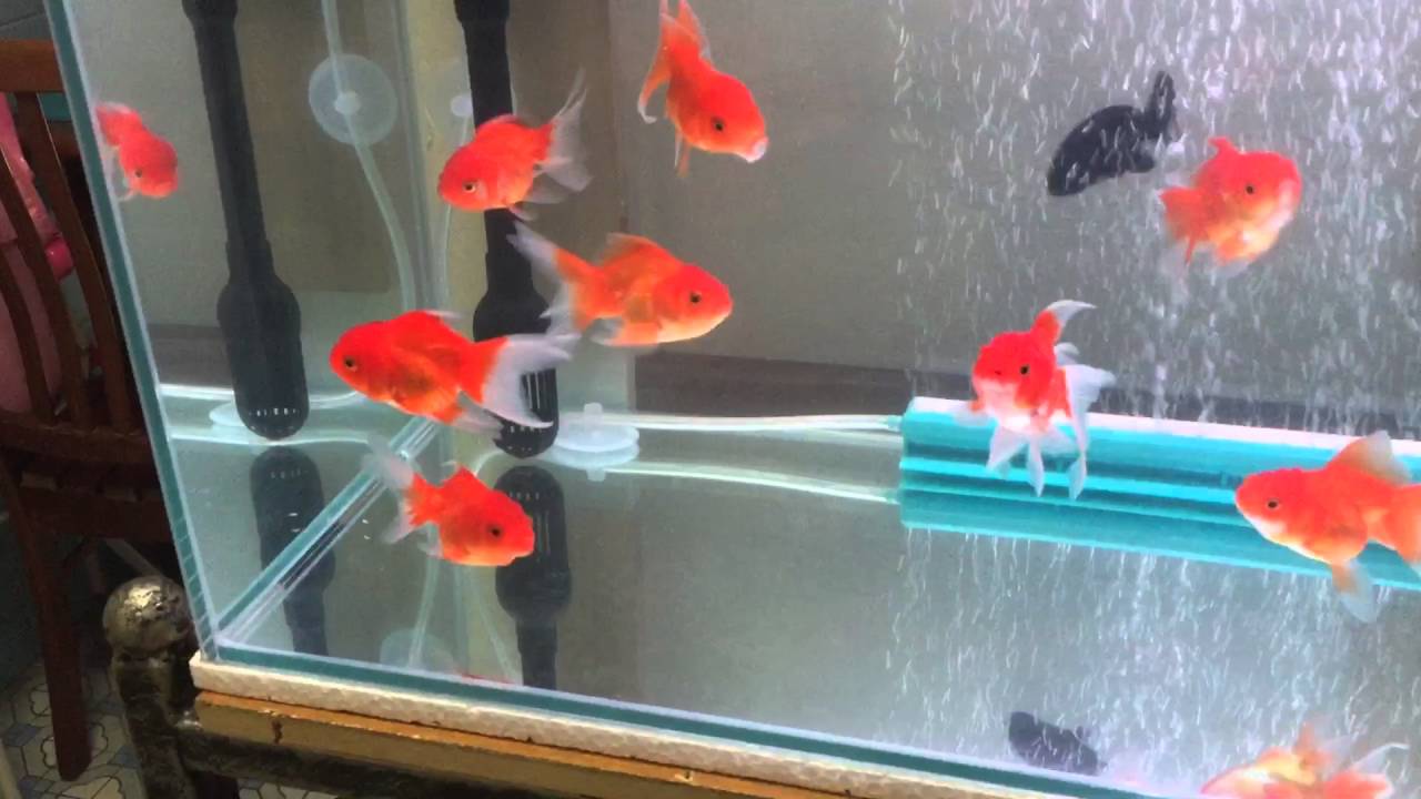 goldfish tank with filter