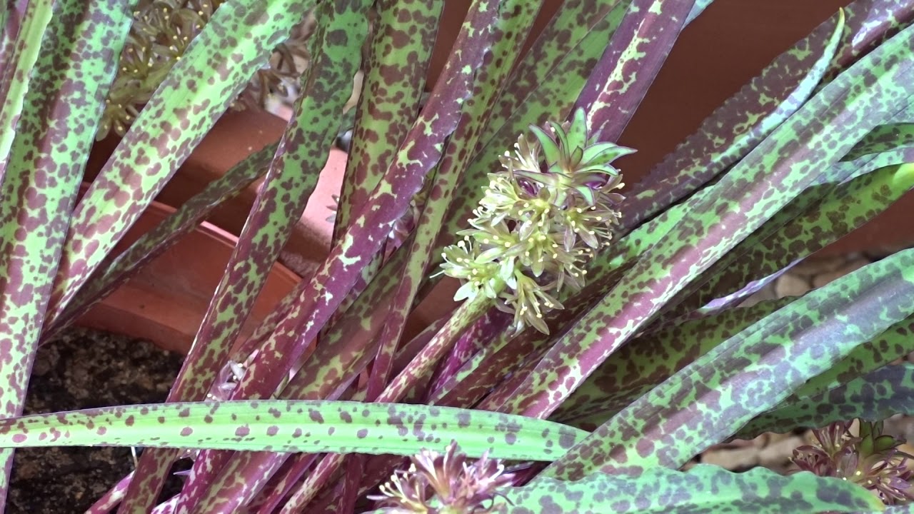 Eucomis vandermerwei Verdoor