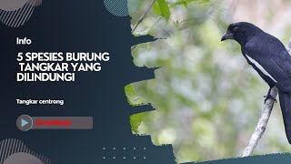 5 Spesies Burung Tangkar yang Dilindungi, Kamu Harus Tahu!