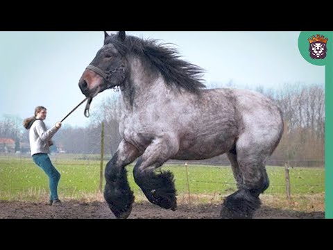 Vídeo: Como são chamados os cavalos grandes?