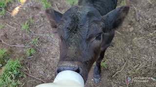 4 Minutes of Calf Bottle Feeding Cuteness.