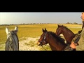 OKAVANGO DELTA HORSE RIDING SAFARI  2016