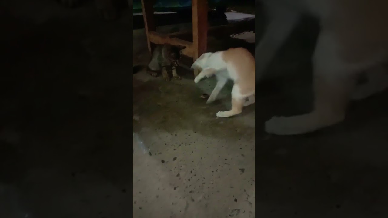 JOGET KUCING LUCU BANGET 