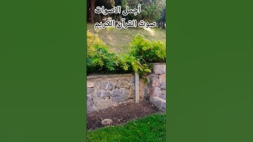 قران كريم بصوت جميل للشيخ #القارئ  ماهر المعيقلي 😍🌹 #اكسبلور #المصحف #راحة_نفسية #تصويري #ترند