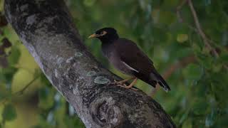Common Myna's call