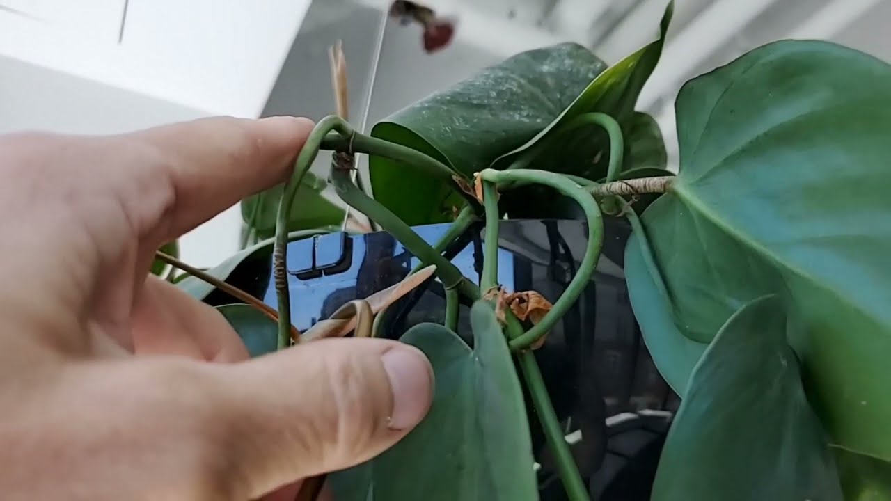 spiderwort plant TRADESCANTIA ohiensis (Ohio Spiderwort) 0.25 oz main image 1