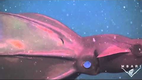 Cthuly Caress -  Retrn of VmprSqd (Chzbrgrspdr NsideOut Rmx)