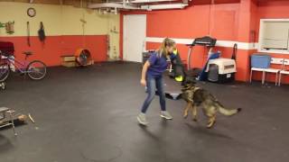 K9 Kyra Kyra Doing Some Bite Work Solid K9 Training Dog Training
