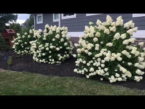 Plant Review: Hydrangea paniculata &rsquo;Limelight&rsquo;