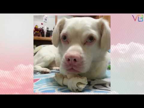 TOP AWESOME ALBINO DOGS & BREEDS - New Best