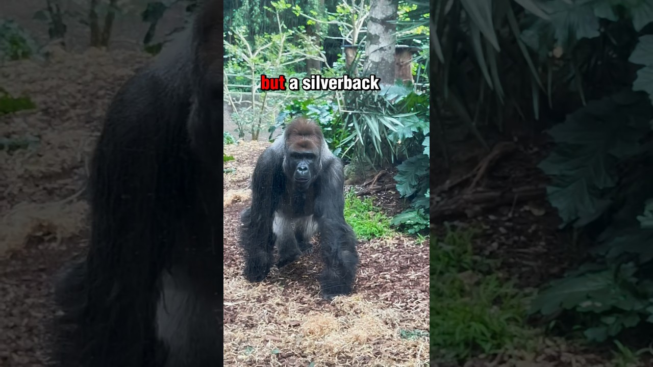 Lion vs gorilla bite force 