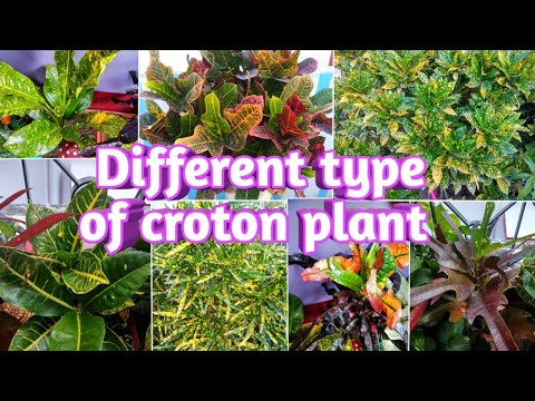 ვიდეო: კროტონის ჯიშები - შეიტყვეთ კროტონის მცენარის სხვადასხვა სახეობის შესახებ
