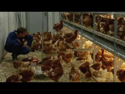 [EN] Poultry Management
