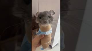 CY Chinchilla Looks Fat—It's ALL Fur! 🐭✨ #animals #shortfeed #funny #science #chinchilla