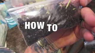 How To Start Palm Seeds Using Baggy Method