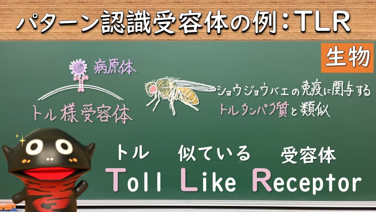 パターン認識受容体の例：トル様受容体（TLR）【48生物】（新課程では必須ではないので注意） - YouTube