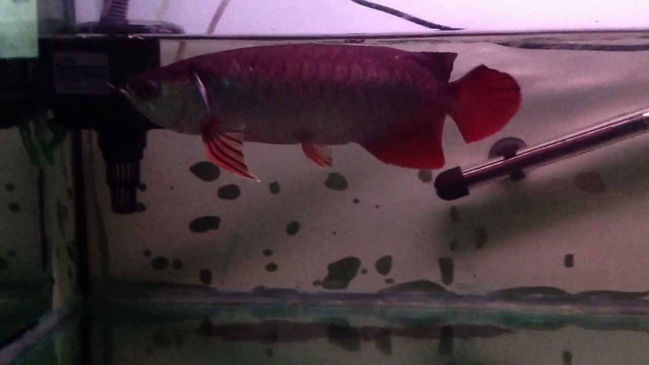 Red tail gold 14 months