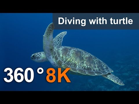 Видео: 360°, Дайвинг с черепахой. 8К подводное видео