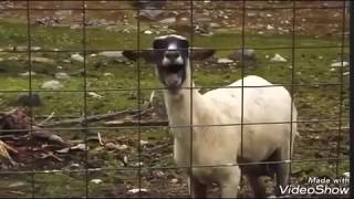 خروف يصرخ .العيد.مضحك جدا ههه🐐🐐🐐🐐🐐🐐🐐🐐🐐🐐🐐🐐🐐🐐🐐🐐🐐🐐🐐🐐🐐🐐🐐🐐🐐🐐🐐🐐🐐🐐🐐🐐🐐🐐🐐#