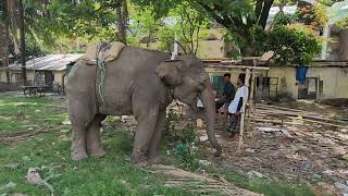 Cruelty To Elephant In Bangladesh