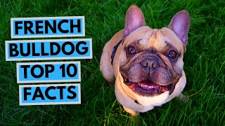 French Bulldog  TOP 10 Interesting Facts