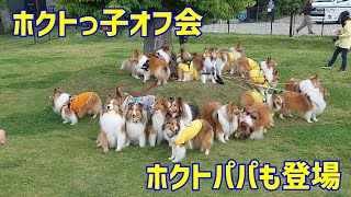 ホクトっ子オフ会 かわいい子犬屋さんからホクトくんも参加 ドッグランのシェルティ：ROUTE 51 FIELD  2024/05/12