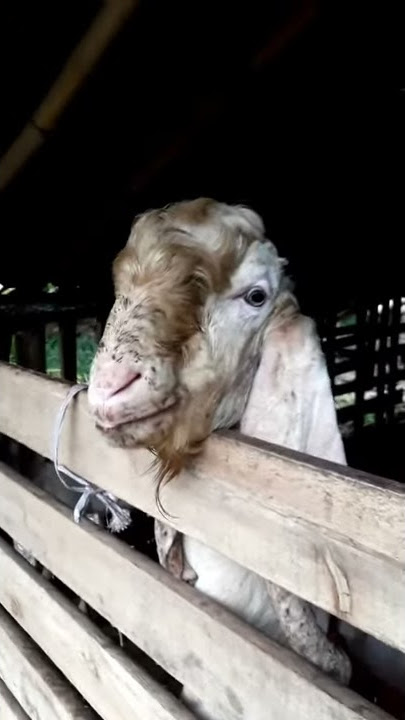 Video WA 30 detik Kambing Curhat Lucu!!!