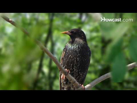 Video: Which Starlings Have A Yellow Beak