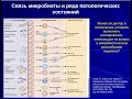 Микробиота и иммунитет