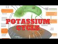 Understanding the Potassium Cycle