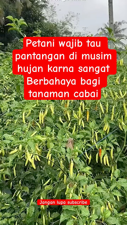 Jangan lakukan ini di musim hujan #petanitebu #berkebun #pertanian #petanimuda #agrikultur