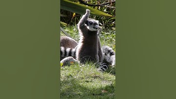 Ring-Tailed Lemur Facts: the sun worshippers #endangeredspecies #dublinzoo #lemurs #shortsvideo