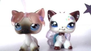 Mes Danois Et Cockers Mes Lps De Races Custo Youtube