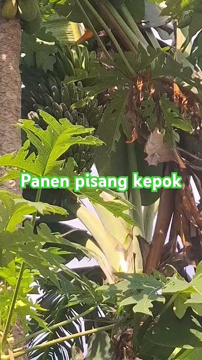 panen pisang #music #pisang #pisangkepok