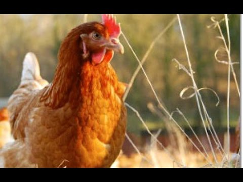 INDIAN FARMER MAKING CHICKEN FRITTERS NEAR HIS PADDY FIELD | STARTER RECIPE | FULL PREPARATION | STREET FOOD