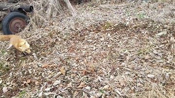 PA Cable Restraint - Nice Red Fox NOT A SNARE. Farmland Predator Trapping