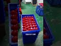 Cone Lampshade Transfer Printer Baseball Tennis Transfer Printer丝印机 移印机 丝网印刷机厂家直销 Cone Lampshade Transfer Printer Baseball Tennis Transfer Printer丝印机 移印机 丝网印刷机厂家直销