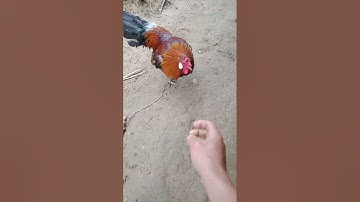 Noob qaib dib(qaib txuam) cuab tuaj zoo heev nawb