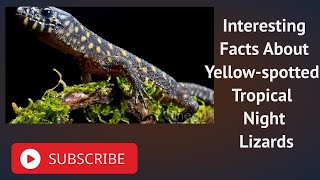 Interesting Facts About Yellow spotted Tropical Night Lizards
