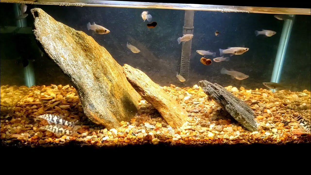 Golden Zebra Loaches Are Getting Big YouTube