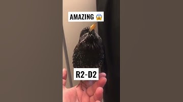BIRD CAN SOUND LIKE R2-D2 #starwars #birds #r2d2 #shorts #short #youtube #amazing #woavideos #usa