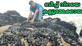 കല്ലുമ്മേക്കായയുടെ മല കണ്ടിട്ടുണ്ടോ 😲, വാരിക്കൊണ്ട് പോകാം || Huge quantity of mussels in the beach
