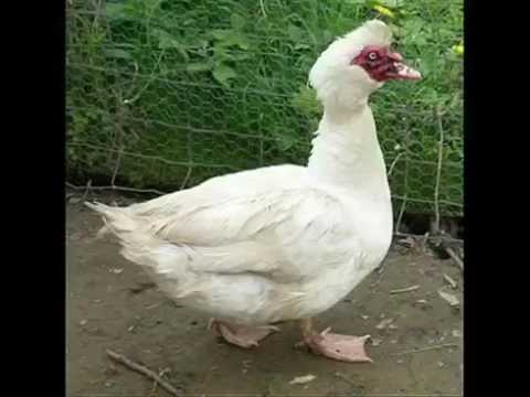 بطه ضايعه يا ولاد الحلال