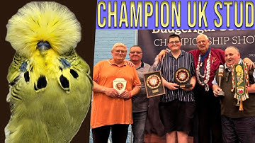 Inside Ian Heptinstall’s Budgie Stud | Feeding Routine & Bloodline Secrets | White Rose Partnership