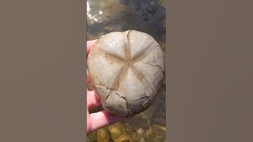 Large fossilized echinoid sea urchin