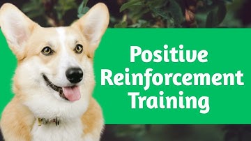 All About Positive Reinforcement Dog Training | How To Start? | Step By Step Guide
