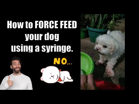 How to FORCE FEED your dog using a syringe | JCOV TV