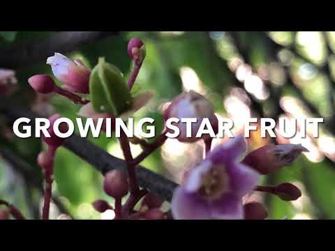 Video: Starfruit Tree Care: tips voor het kweken van Carambola Starfruit-bomen