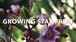 TIPS TO GROW A STAR FRUIT TREE  | FORCE TO FLOWER AND  FRUIT OUT OF SEASON | MARGINAL CLIMATES