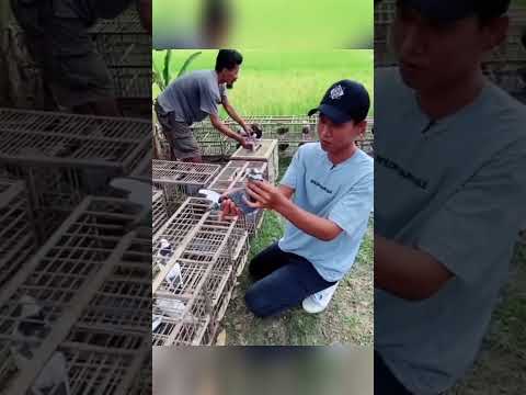 Merpati plontang super cakep